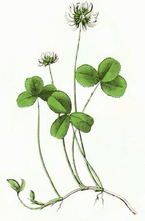 koniczyna